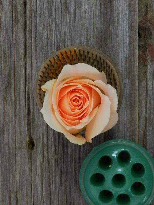 PEACH ROSES